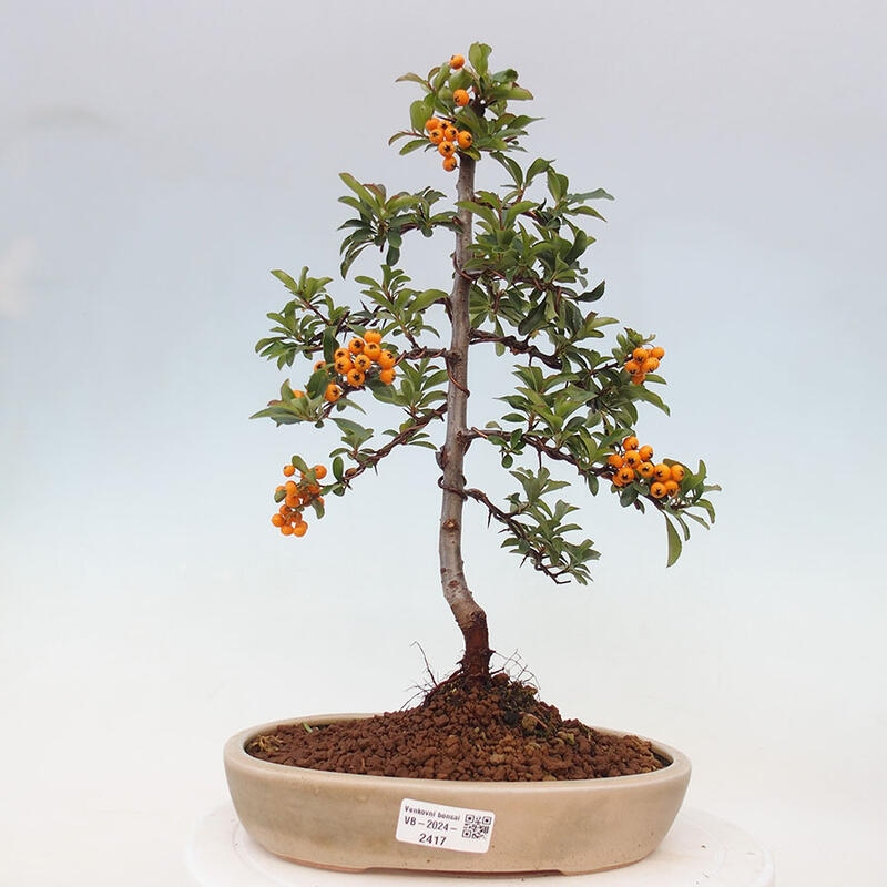 Vonkajší bonsai - Pyracantha tetón - Hlohyňa šarlátová