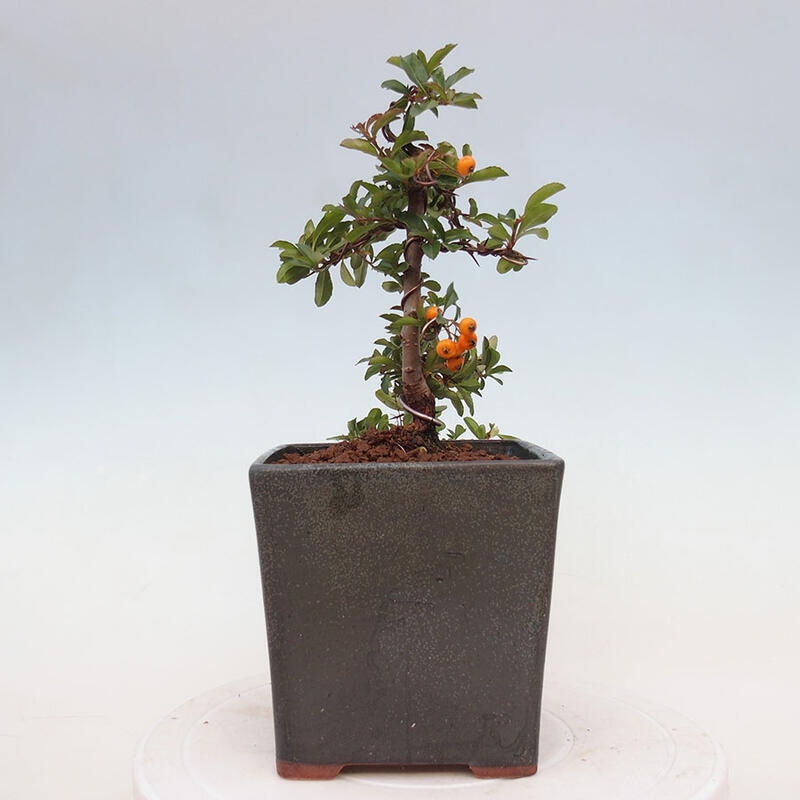 Vonkajší bonsai - Pyracantha tetón - Hlohyňa šarlátová