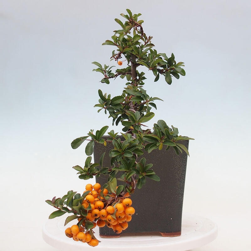 Vonkajší bonsai - Pyracantha tetón - Hlohyňa šarlátová