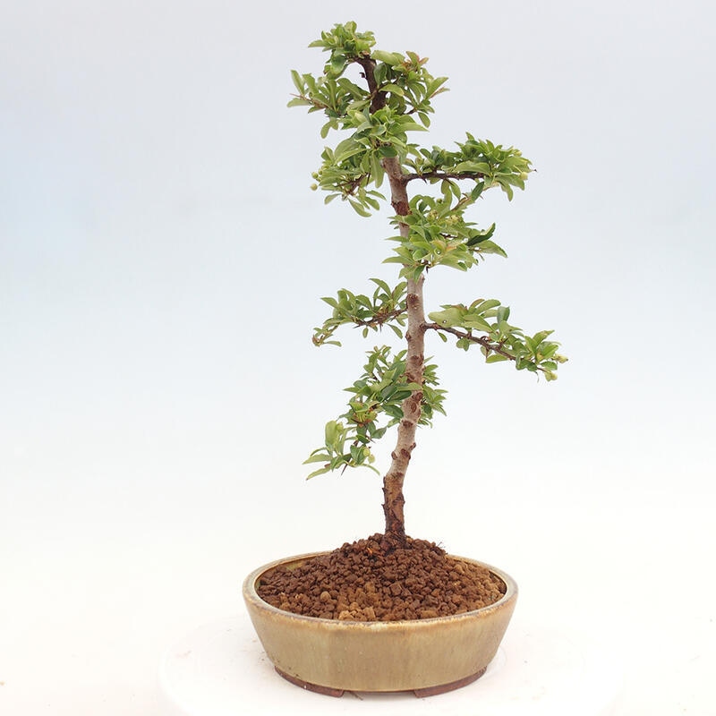 Vonkajší bonsai - Pyracantha tetón - Hlohyňa šarlátová