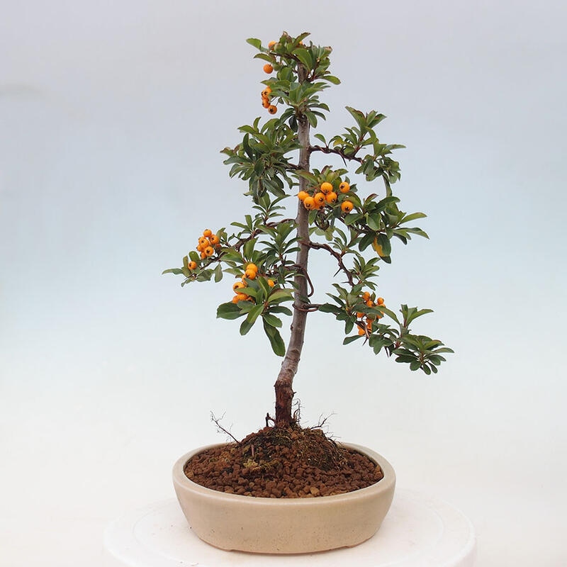 Vonkajší bonsai - Pyracantha tetón - Hlohyňa šarlátová