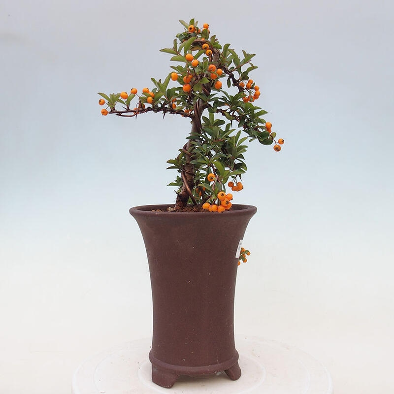 Vonkajší bonsai - Pyracantha tetón - Hlohyňa šarlátová