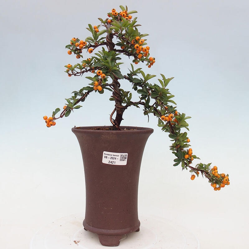 Vonkajší bonsai - Pyracantha tetón - Hlohyňa šarlátová