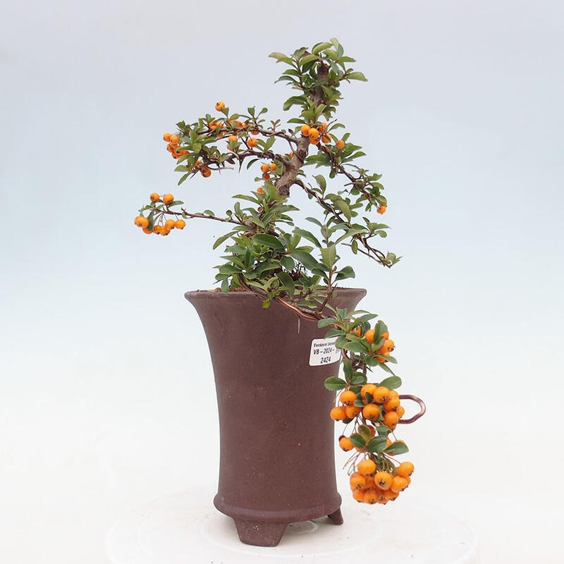 Vonkajší bonsai - Pyracantha tetón - Hlohyňa šarlátová