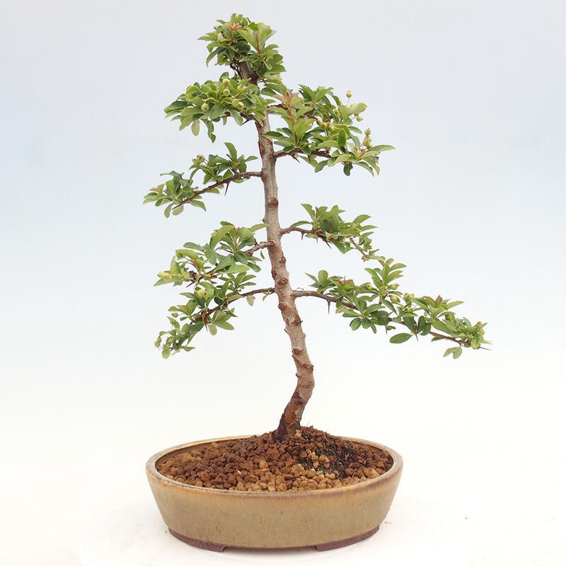 Vonkajší bonsai - Pyracantha tetón - Hlohyňa šarlátová