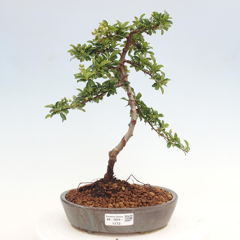 Vonkajší bonsai - Pyracantha tetón - Hlohyňa šarlátová