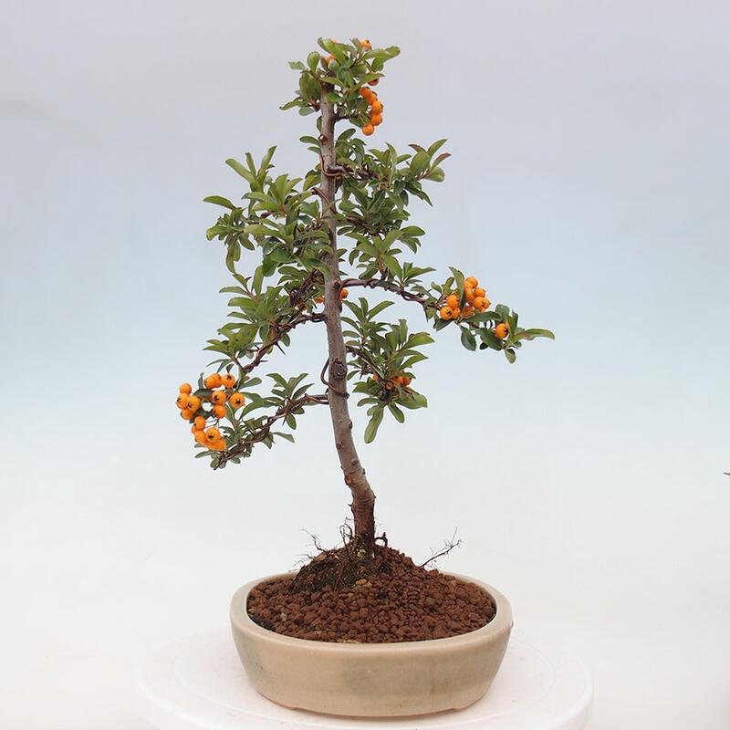 Vonkajší bonsai - Pyracantha tetón - Hlohyňa šarlátová