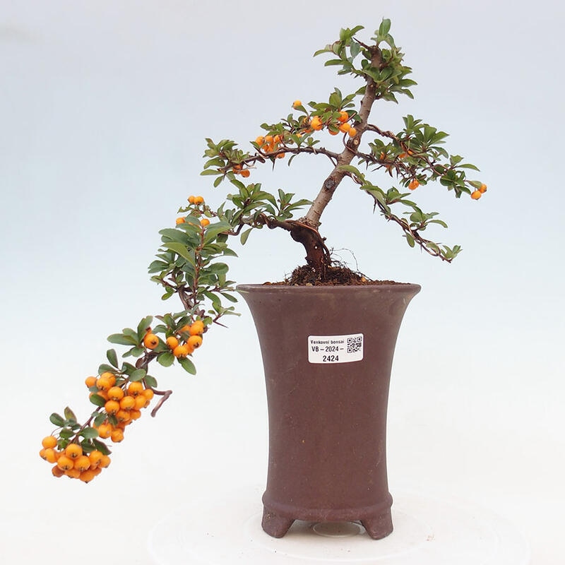 Vonkajší bonsai - Pyracantha tetón - Hlohyňa šarlátová