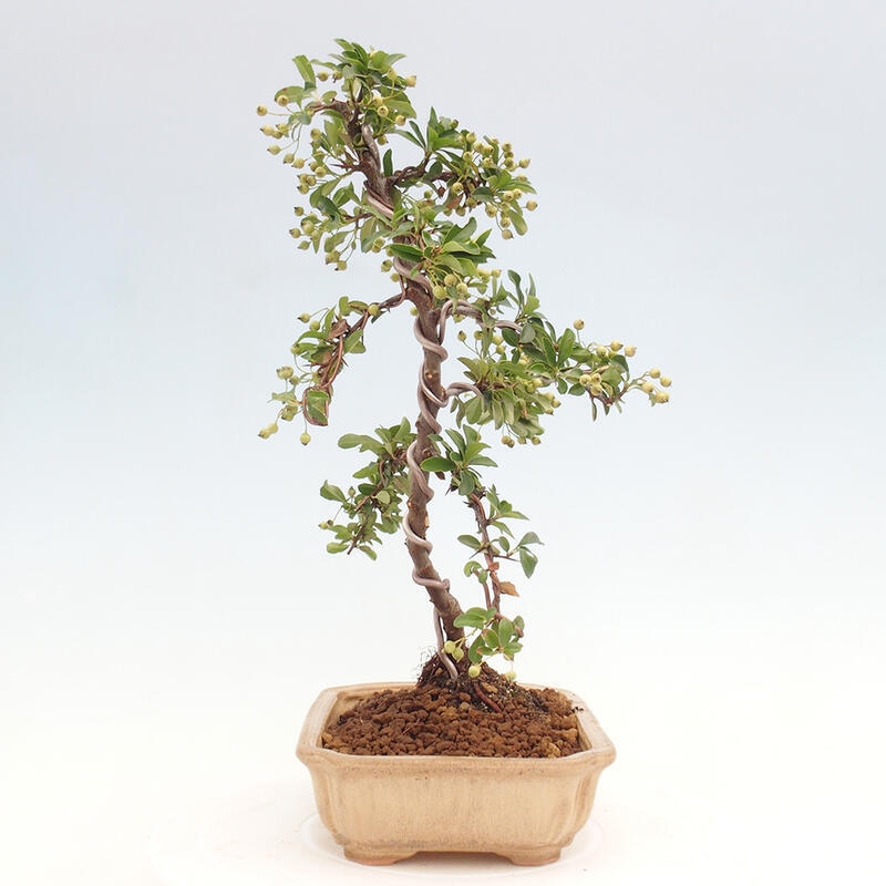 Vonkajší bonsai - Pyracantha tetón - Hlohyňa šarlátová