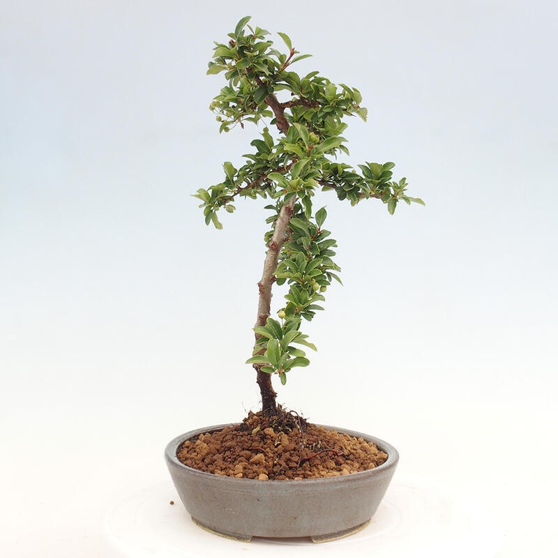 Vonkajší bonsai - Pyracantha tetón - Hlohyňa šarlátová