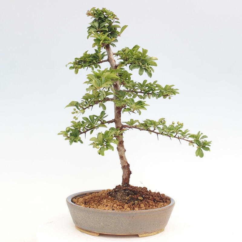 Vonkajší bonsai - Pyracantha tetón - Hlohyňa šarlátová