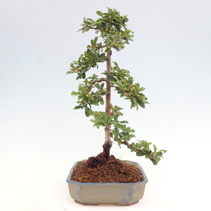 Vonkajší bonsai - Pyracantha tetón - Hlohyňa šarlátová