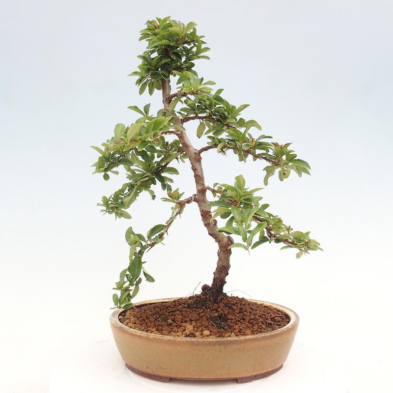 Vonkajší bonsai - Pyracantha tetón - Hlohyňa šarlátová