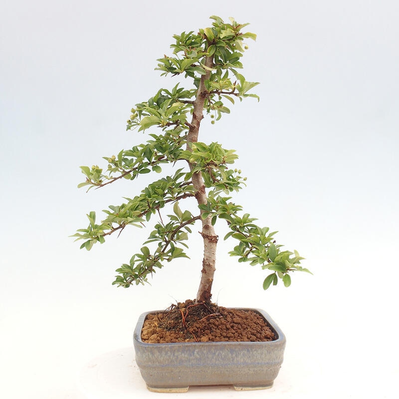 Vonkajší bonsai - Pyracantha tetón - Hlohyňa šarlátová