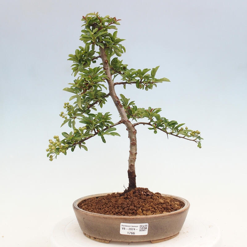 Vonkajší bonsai - Pyracantha tetón - Hlohyňa šarlátová