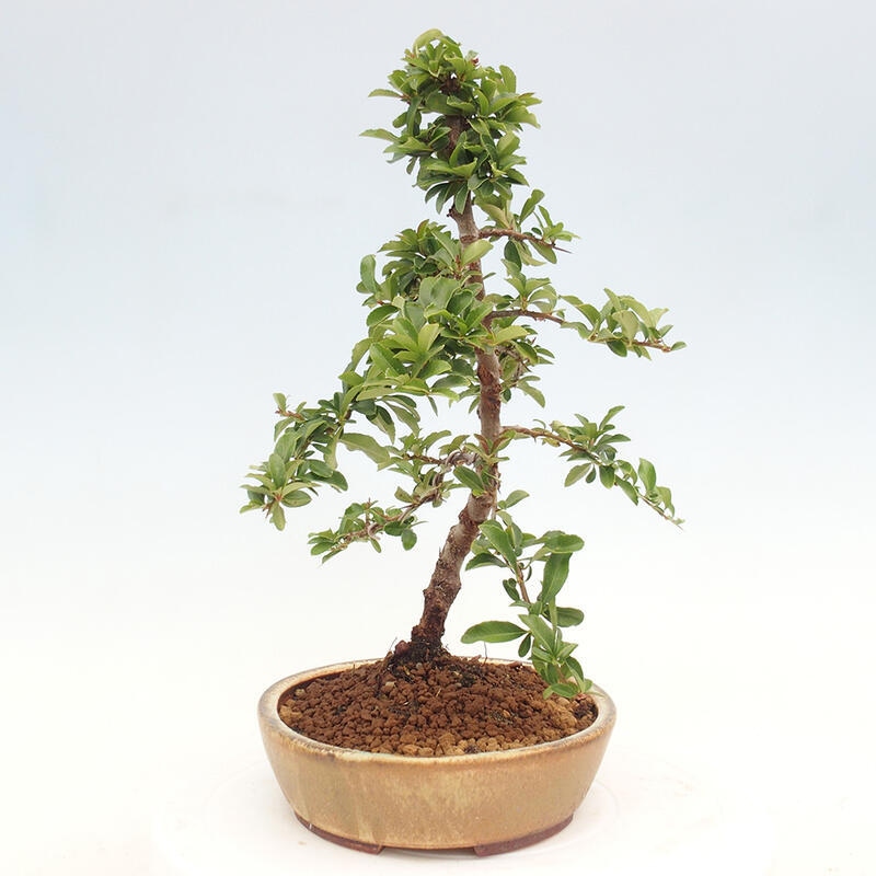 Vonkajší bonsai - Pyracantha tetón - Hlohyňa šarlátová