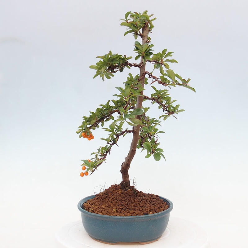 Vonkajší bonsai - Pyracantha tetón - Hlohyňa šarlátová