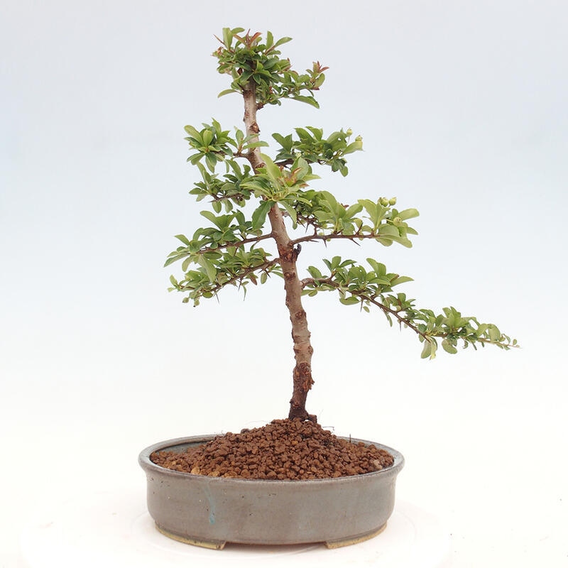 Vonkajší bonsai - Pyracantha tetón - Hlohyňa šarlátová