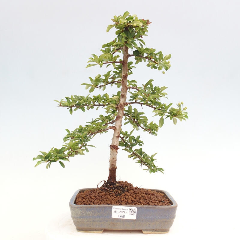 Vonkajší bonsai - Pyracantha tetón - Hlohyňa šarlátová