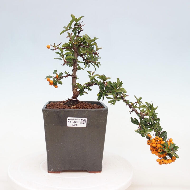 Vonkajší bonsai - Pyracantha tetón - Hlohyňa šarlátová