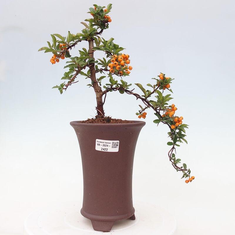 Vonkajší bonsai - Pyracantha tetón - Hlohyňa šarlátová