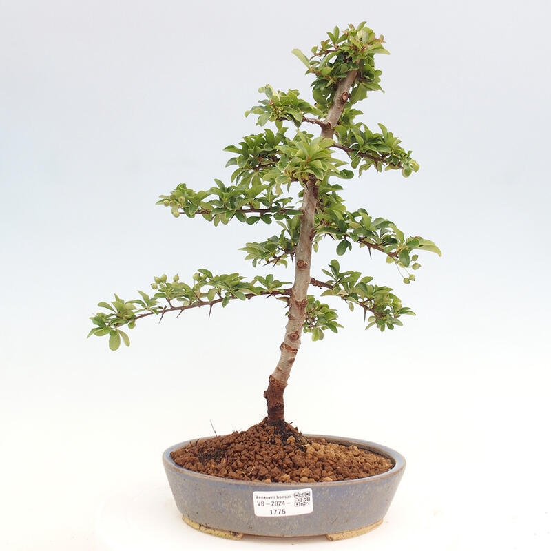 Vonkajší bonsai - Pyracantha tetón - Hlohyňa šarlátová