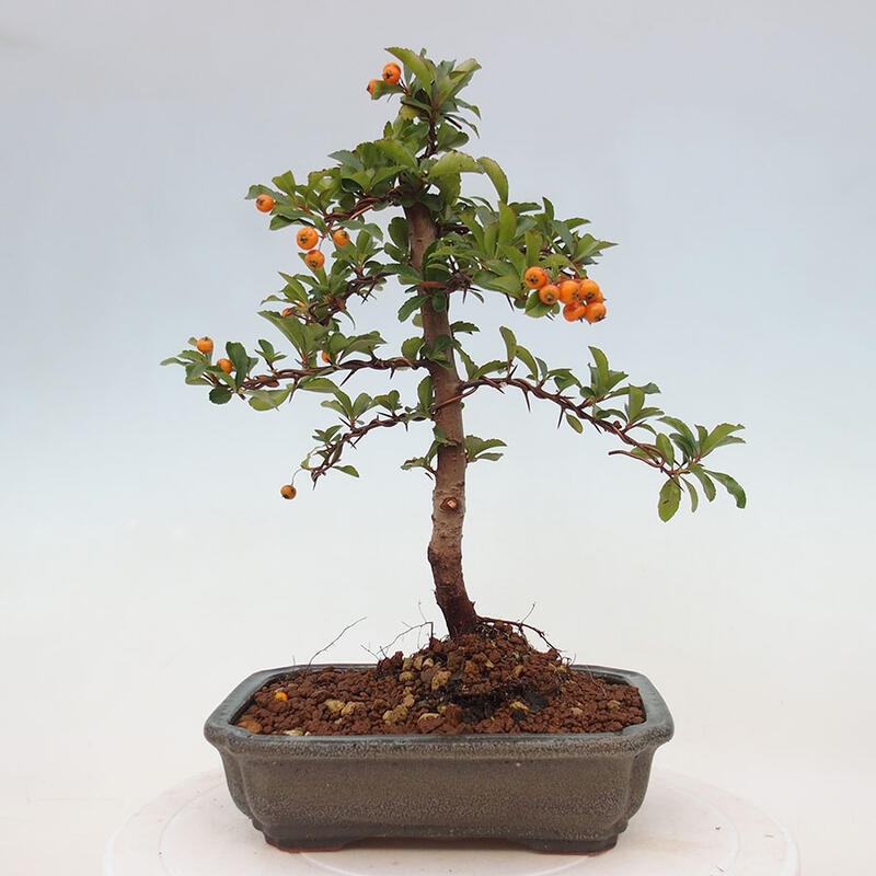 Vonkajší bonsai - Pyracantha tetón - Hlohyňa šarlátová