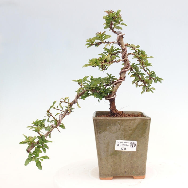 Vonkajší bonsai - Pyracantha tetón - Hlohyňa šarlátová