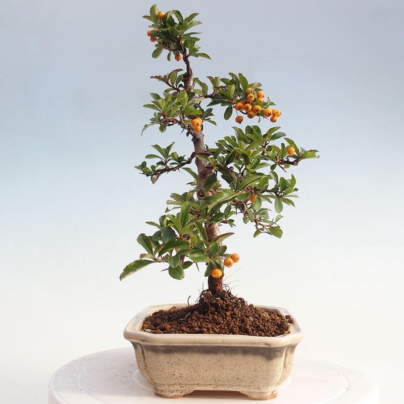 Vonkajší bonsai - Pyracantha tetón - Hlohyňa šarlátová