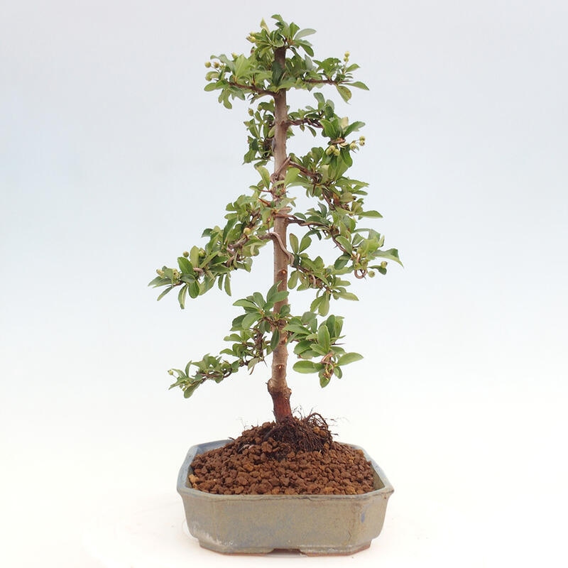 Vonkajší bonsai - Pyracantha tetón - Hlohyňa šarlátová