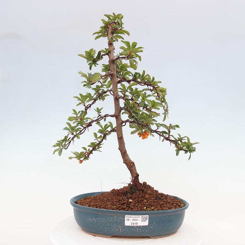 Vonkajší bonsai - Pyracantha tetón - Hlohyňa šarlátová