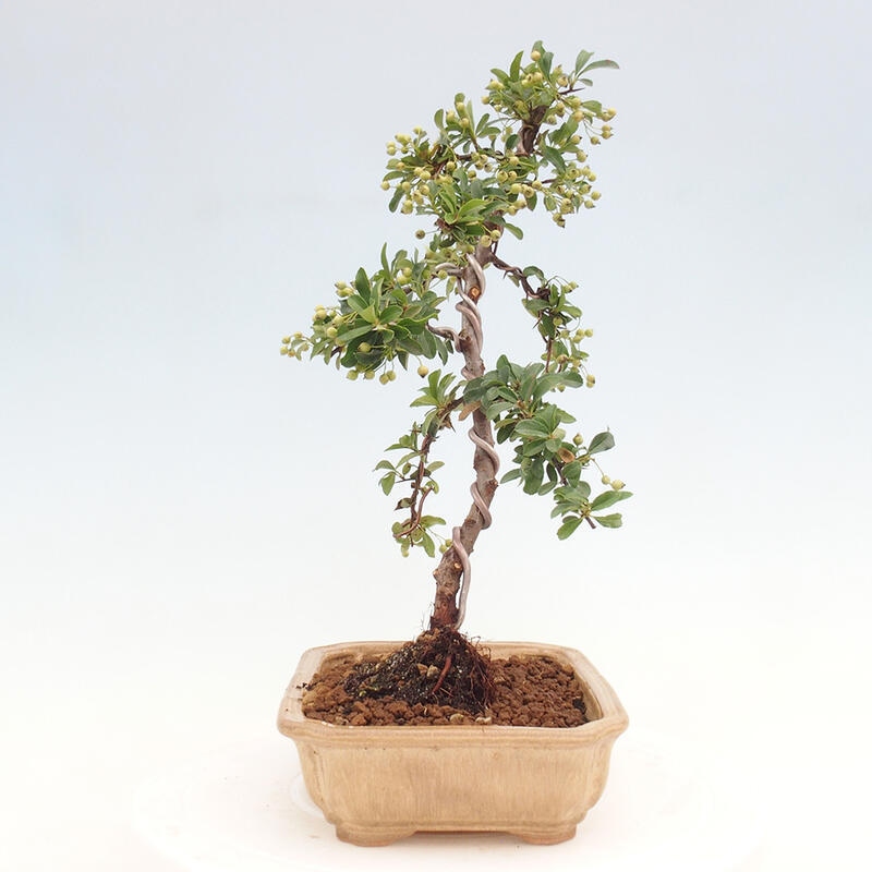 Vonkajší bonsai - Pyracantha tetón - Hlohyňa šarlátová