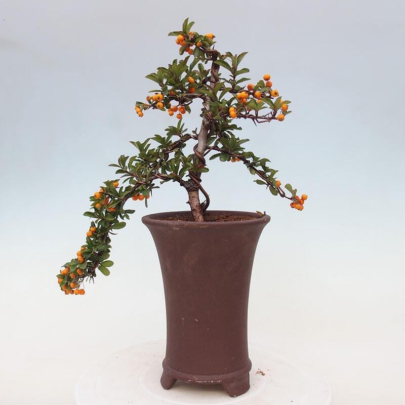 Vonkajší bonsai - Pyracantha tetón - Hlohyňa šarlátová