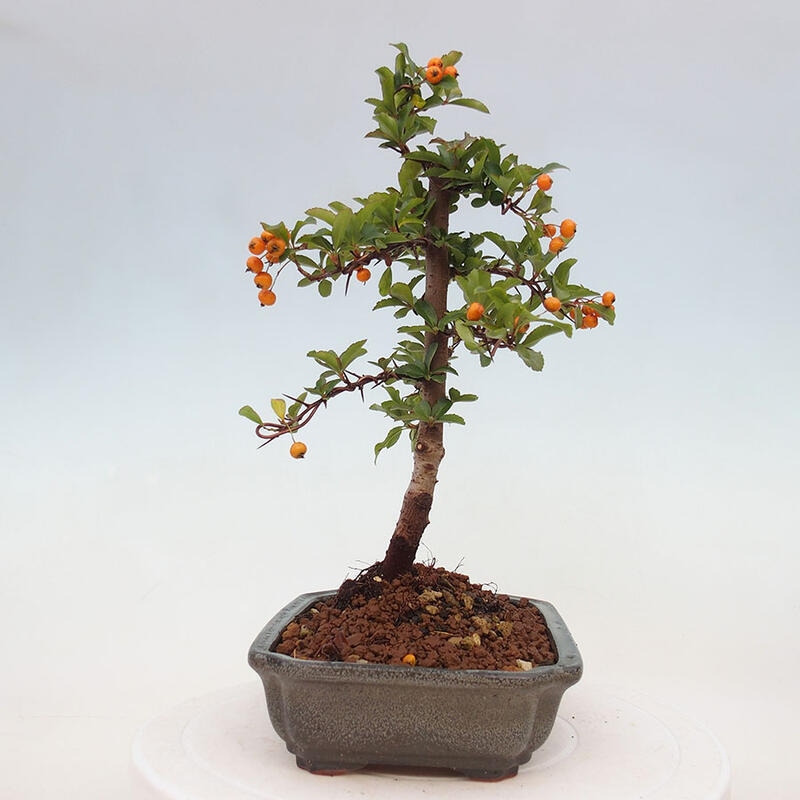 Vonkajší bonsai - Pyracantha tetón - Hlohyňa šarlátová