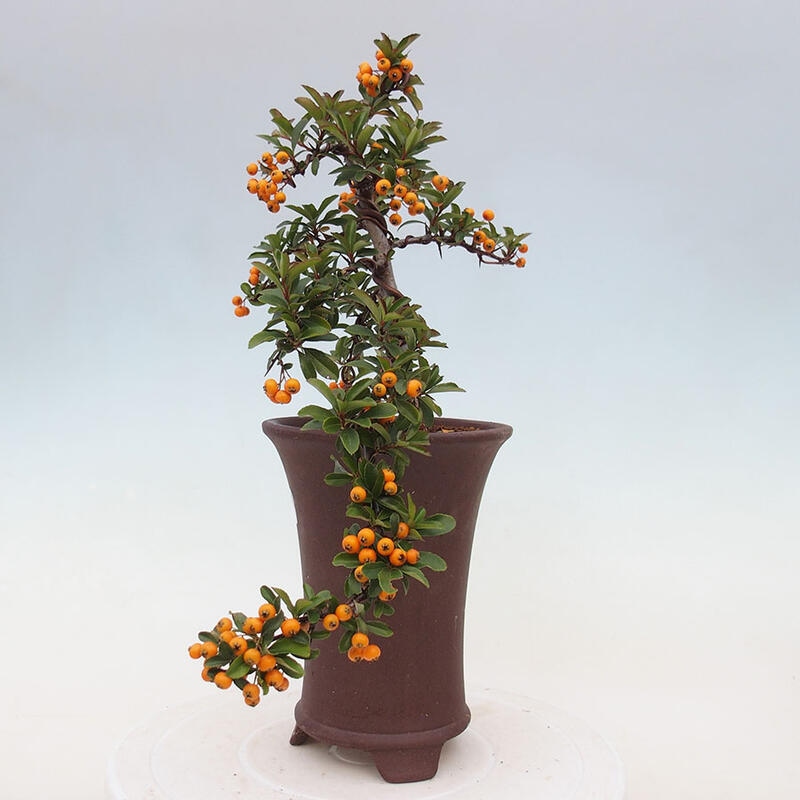 Vonkajší bonsai - Pyracantha tetón - Hlohyňa šarlátová