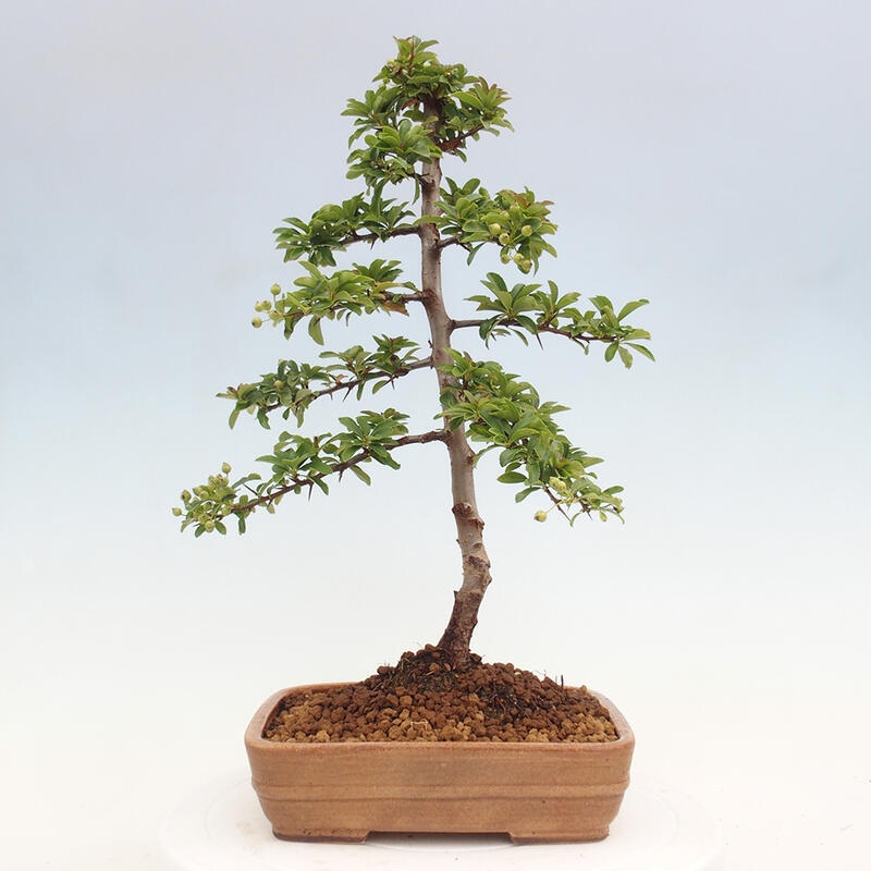 Vonkajší bonsai - Pyracantha tetón - Hlohyňa šarlátová