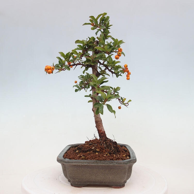 Vonkajší bonsai - Pyracantha tetón - Hlohyňa šarlátová