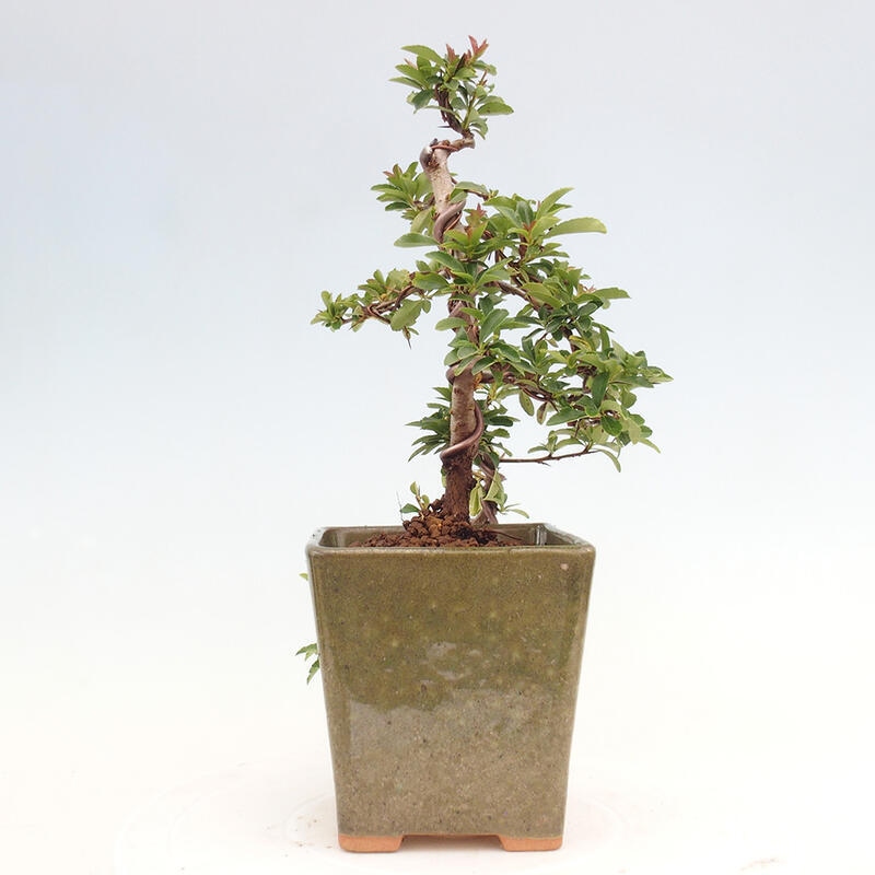 Vonkajší bonsai - Pyracantha tetón - Hlohyňa šarlátová