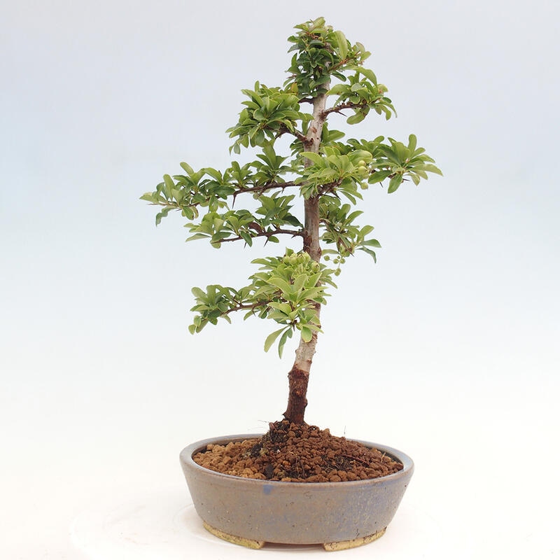 Vonkajší bonsai - Pyracantha tetón - Hlohyňa šarlátová