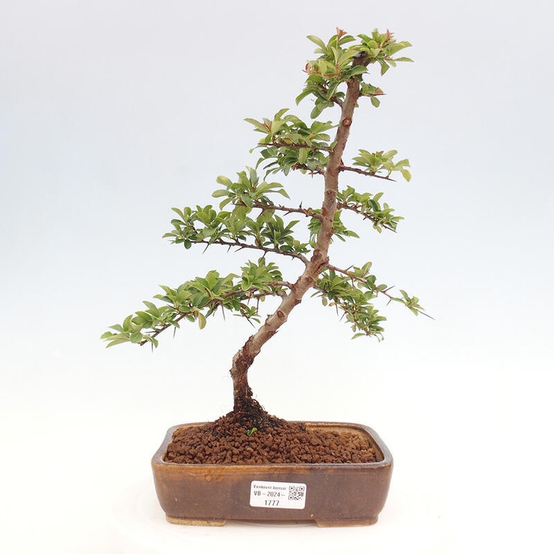 Vonkajší bonsai - Pyracantha tetón - Hlohyňa šarlátová