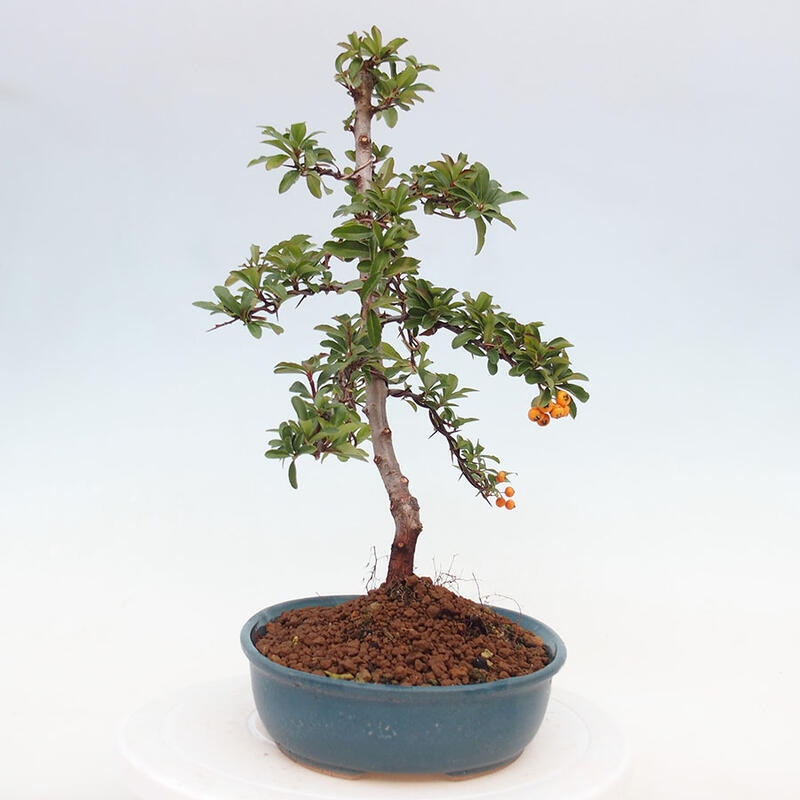 Vonkajší bonsai - Pyracantha tetón - Hlohyňa šarlátová