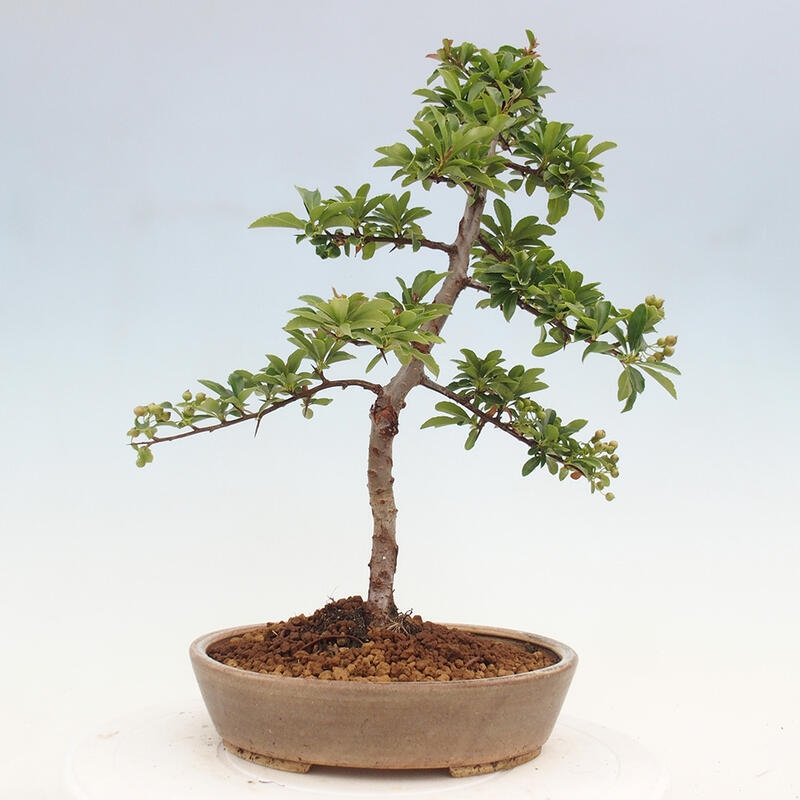 Vonkajší bonsai - Pyracantha tetón - Hlohyňa šarlátová