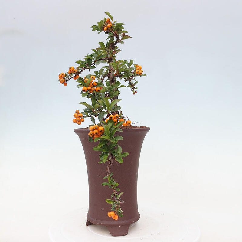 Vonkajší bonsai - Pyracantha tetón - Hlohyňa šarlátová