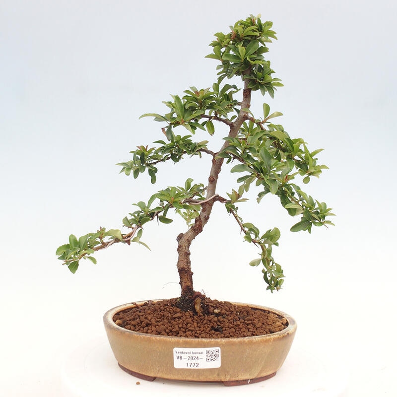 Vonkajší bonsai - Pyracantha tetón - Hlohyňa šarlátová