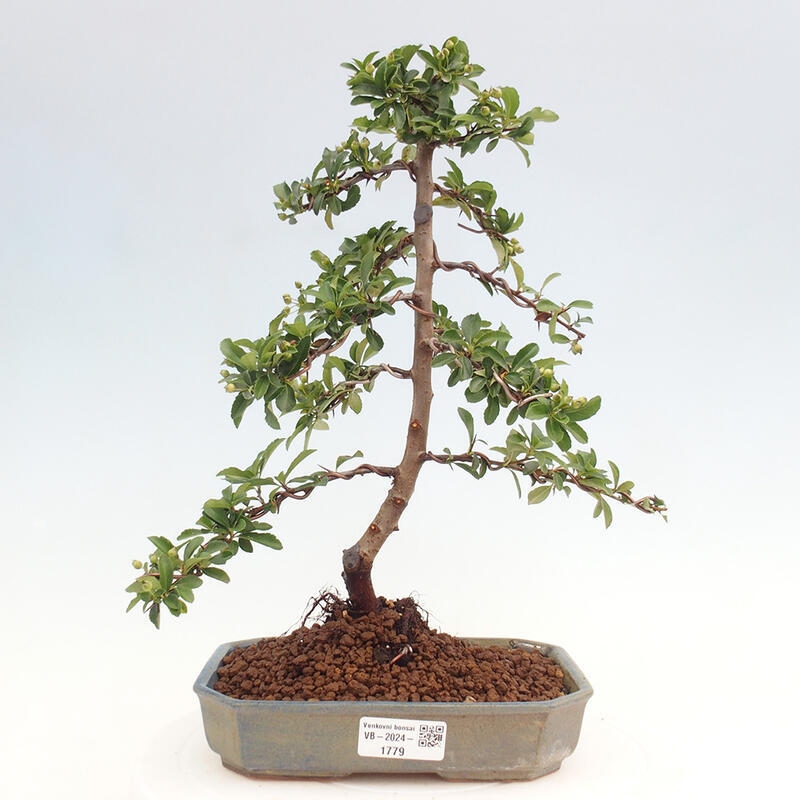 Vonkajší bonsai - Pyracantha tetón - Hlohyňa šarlátová