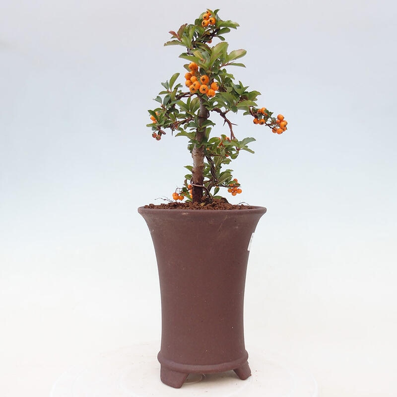 Vonkajší bonsai - Pyracantha tetón - Hlohyňa šarlátová