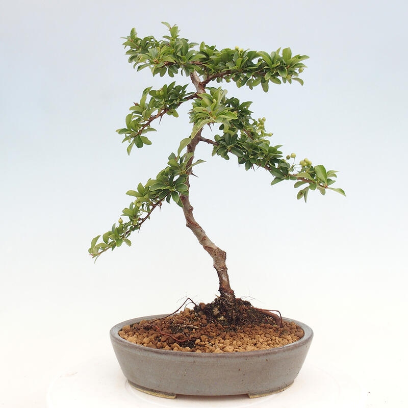 Vonkajší bonsai - Pyracantha tetón - Hlohyňa šarlátová