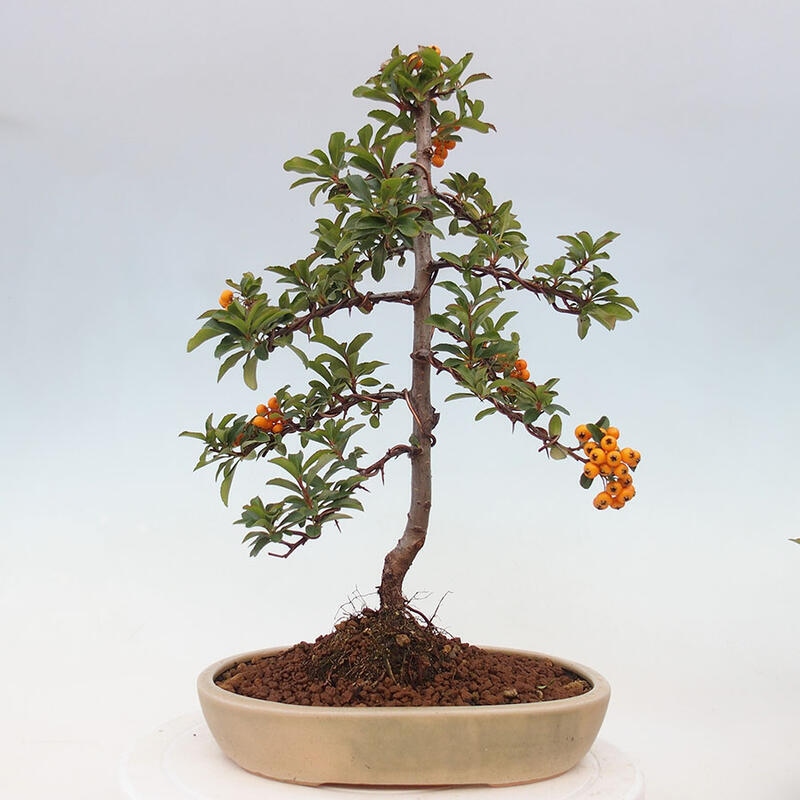 Vonkajší bonsai - Pyracantha tetón - Hlohyňa šarlátová