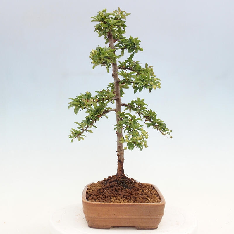 Vonkajší bonsai - Pyracantha tetón - Hlohyňa šarlátová