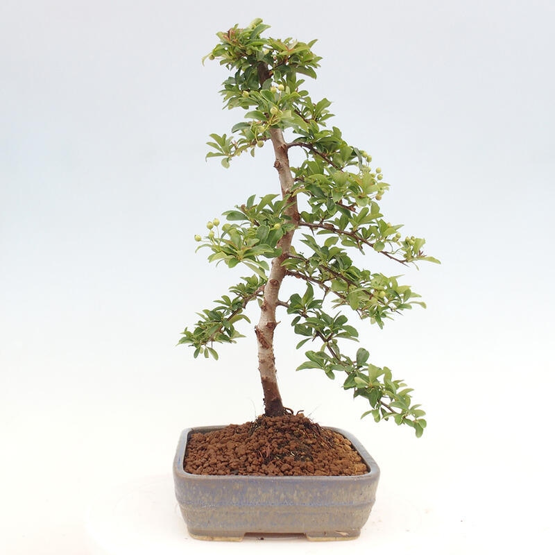 Vonkajší bonsai - Pyracantha tetón - Hlohyňa šarlátová